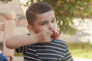 un pequeño chico comiendo fresas verano alimento. un joven niño come un sabroso fresa en caliente verano día foto