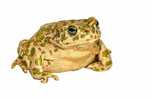 a green and white toad with spots on its back photo