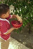 Little kid picking cherry from tree in garden. 6-year old middle eastern boy picks raw cherry fruit. Family having fun at harvest time. photo