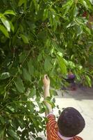 Little kid picking cherry from tree in garden. 6-year old middle eastern boy picks raw cherry fruit. Family having fun at harvest time. photo