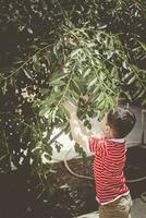 Little kid picking cherry from tree in garden. 6-year old middle eastern boy picks raw cherry fruit. Family having fun at harvest time. photo