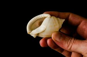 a person holding a shell in their hand photo