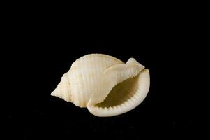 a shell on a black background photo