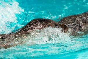 Harbor seal. Mammal and mammals. Water world and fauna. Wildlife and zoology. photo