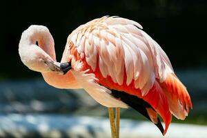 Greater flamingo. Bird and birds. Water world and fauna. Wildlife and zoology. photo