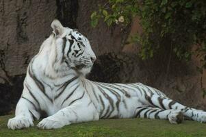 a white tiger laying on the grass photo