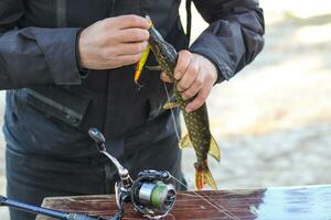 The fisherman removes the caught pike fish from the hook. photo