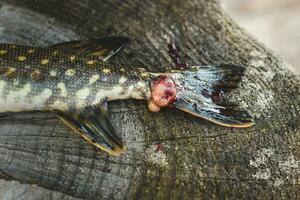 Pike fish caught by a fisherman with a wound from a bite, illness. photo