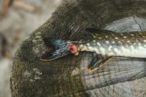 Pike fish caught by a fisherman with a wound from a bite, illness. photo