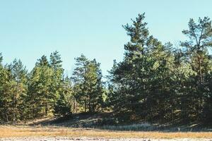 Pine dry autumn forest, border meadow. photo