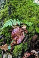 Autumn forest after rain, fallen leaves and green moss photo