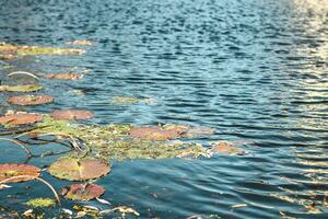 Autumn river surface texture with algae and fallen leaves. photo