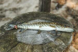 Pike fish caught by a fisherman with a wound from a bite, illness photo