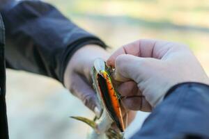 The fisherman removes the caught pike fish from the hook photo