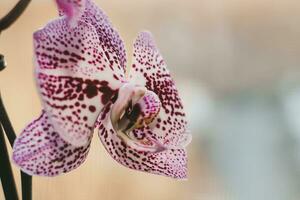 Branch of blooming purple orchid close-up, phalaenopsis. photo