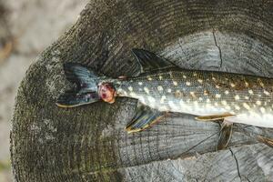 Pike fish caught by a fisherman with a wound from a bite, illness. photo