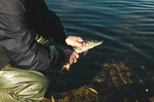 The fisherman releases the caught pike fish back into the river. photo