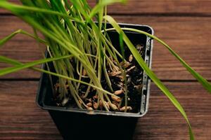 Sprouted wheat vitamin grass for animals, for cats. photo