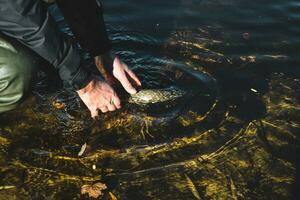 The fisherman releases the caught pike fish back into the river. photo