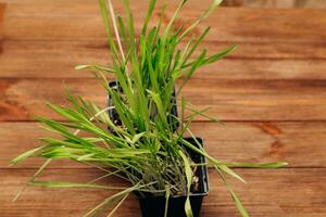 Sprouted wheat vitamin grass for animals, for cats. photo