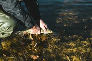 The fisherman releases the caught pike fish back into the river. photo