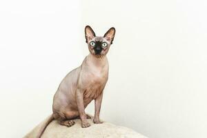 A sphynx cat is sitting and looking at the camera photo