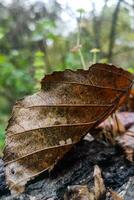 otoño caído hojas en otoño bosque después lluvia foto