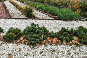Landscape design, paths made of white stone, compositions of evergreen bushes photo