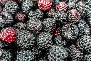 Forest purple blackberry close-up, picked berries photo