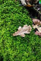 Autumn fallen leaves in autumn forest after rain photo