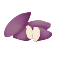 sweet potato illustration on png transparant