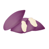 sweet potato illustration on png transparant