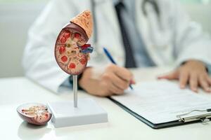 Kidney disease, Chronic kidney disease ckd, Doctor with hummodel to study and treat in hospital. photo