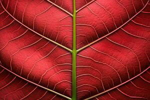 abstract red striped of foliage from nature, detail of leaf textured background. generative ai. photo