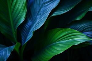 Close-up detail macro texture bright blue green leave tropical forest plant spathiphyllum cannifolium in dark nature background.Curve leaf floral botanical abstract desktop wallpaper. generative ai. photo