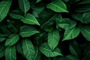 Green leaves pattern background, Natural background and wallpaper. generative ai. photo