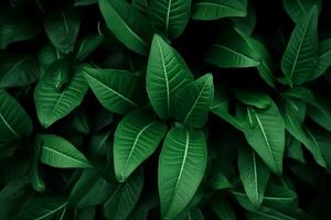 Green leaves pattern background, Natural background and wallpaper. generative ai. photo