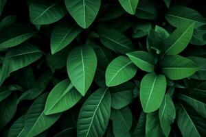 Green leaves pattern background, Natural background and wallpaper. generative ai. photo