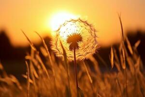 AI generated dandelion on the background of the setting sun. Nature and floral botany. generative ai. photo