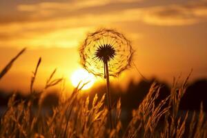 AI generated dandelion on the background of the setting sun. Nature and floral botany. generative ai. photo
