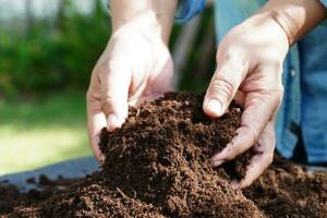 Peat moss, fertilizer soil for organic agriculture, plant growing, ecology concept. photo