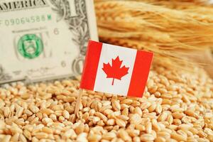 Canada flag on grain wheat, trade export and economy concept. photo