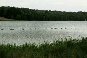 A view of a Canada Goose photo