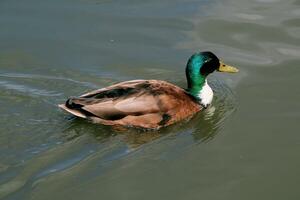 un ver de un Pato en el agua foto