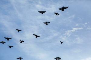 flock of flying pigeon against blue sky photo