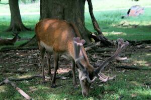 A view of a Red Deer in the wild in Cheshire photo