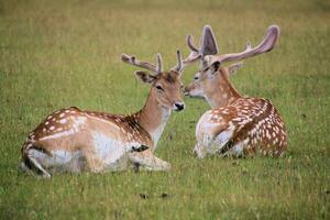 A view of a Fallow Deer photo