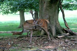 A view of a Red Deer in the wild in Cheshire photo