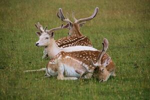 A view of a Fallow Deer photo