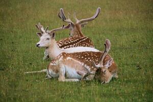 A view of a Fallow Deer photo